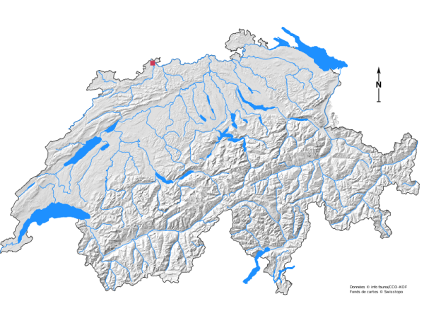 Carte de distribution d'Euborellia annulipes