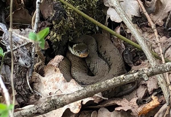 Une couleuvre à collier dans le jardin, bien cachée dans un tas de feuilles