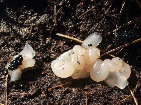 Gallert- und schnurartiges Gebilde und schwarze Eiklumpen