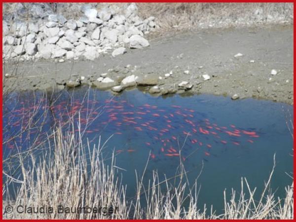 Poissons rouges qui nagent dans un étang