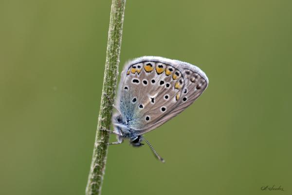 Papillon Polyommatus icarus
