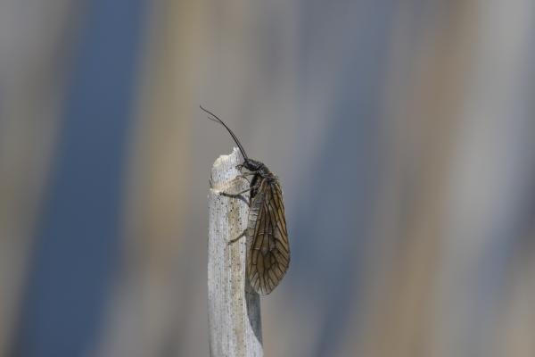 Sialis lutaria (Neuropterida, Megaloptera) (© Christian Monnerat)