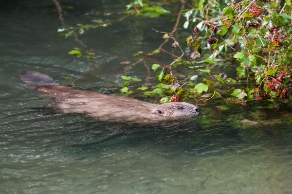 Castor dans l'eau
