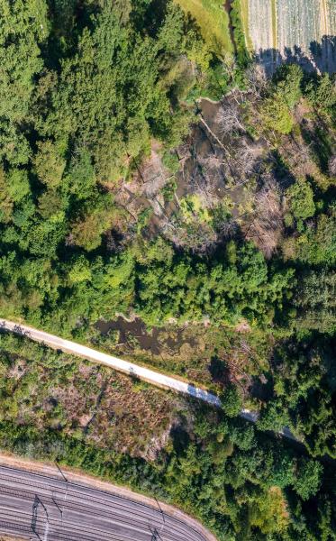 Drohnenaufnahme eines Biberreviers im Wald