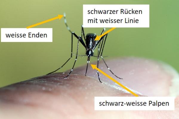 Mücke