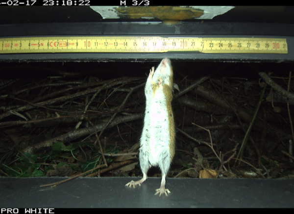 Apodemus flavicolis visitant une photobox (© Thierry Bohnenstengel)