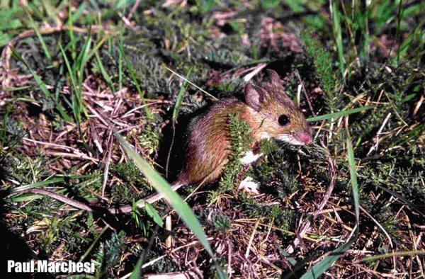 Souris