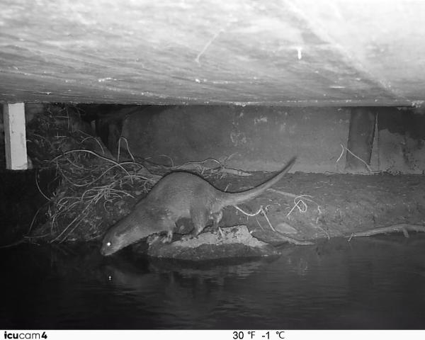 Loutre sous un pont (© Amt für Jagd und Fischerei Graubünden)