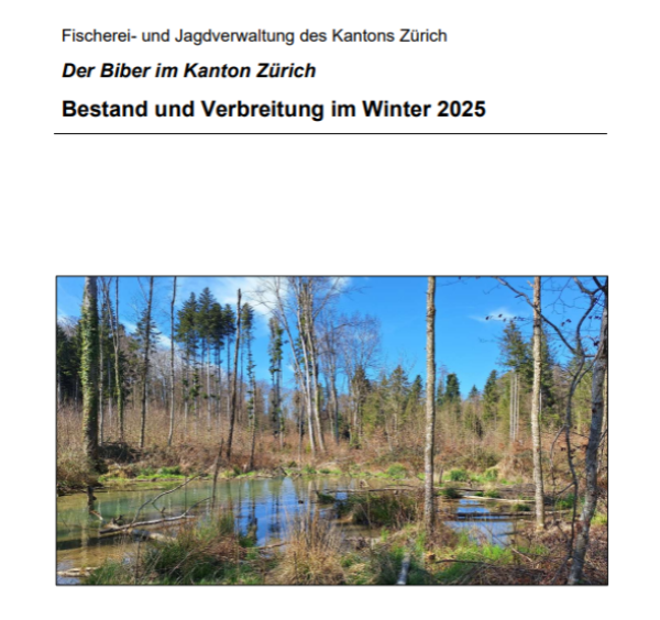 Rapport recensement castor ZH