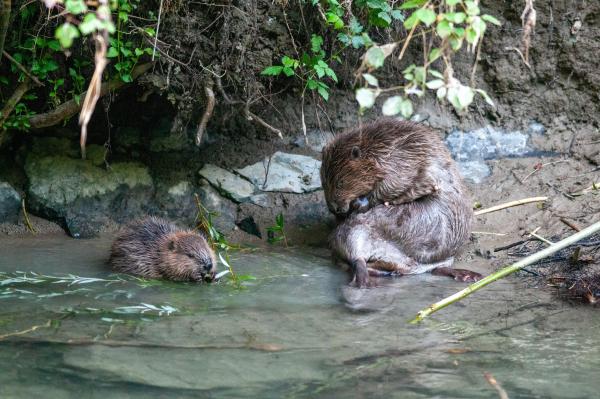 Femelle castor avec son petit (© Christof Angst)