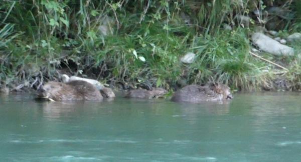 Première reproduction de castor depuis plus de 200 ans ans le Parc naturel régional Gruyère Pays-d'Enhaut