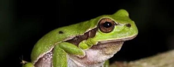 Grenouille