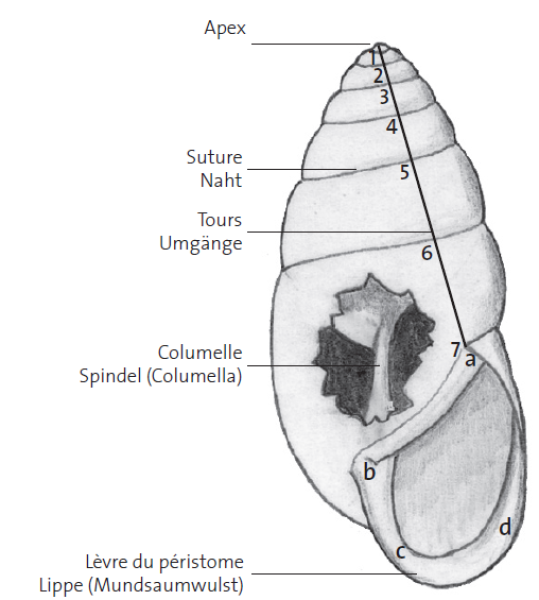 Schnecke
