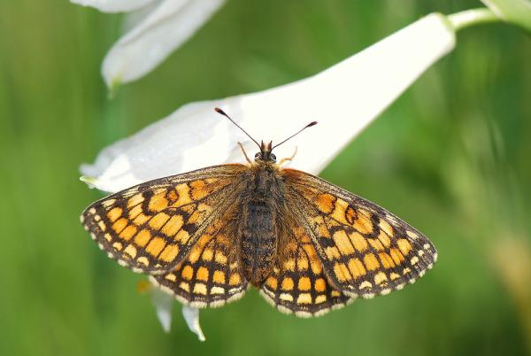 Papillon orange