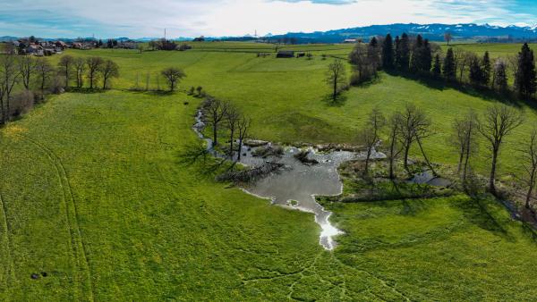 Prairie avec plan d'eau