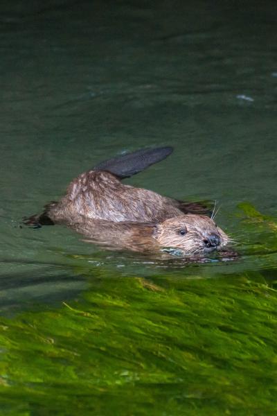 Castor qui nage dans l'eau