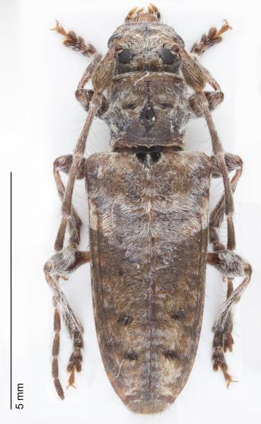 Exemplar des Pogonocherus perroudi perroudi, gefangen in Savièse (VS) im Jahr 2024 (©Andreas Sanchez).