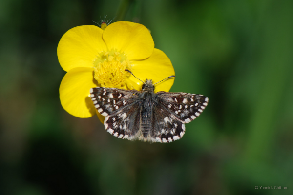 Pyrgus malvoides © Yannick Chittaro