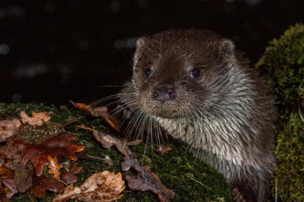 Portrait de la loutre