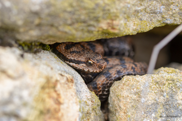 Vipera aspis © Lucie Gaspari