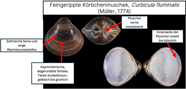  Grobgeriptte Körbchenmuschel - Corbicula fluminea