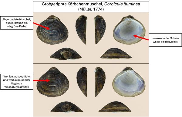  Grobgeriptte Körbchenmuschel - Corbicula fluminea