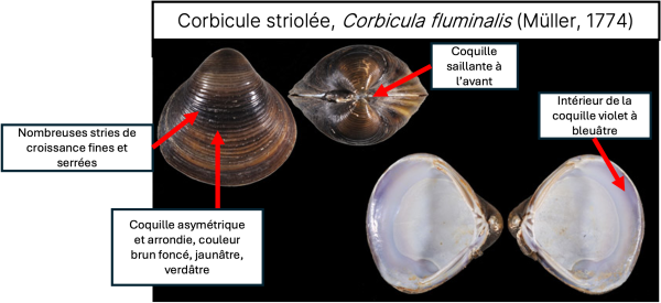 Les espèces néozones de Suisse Corbicule asiatique - Corbicula fluminea