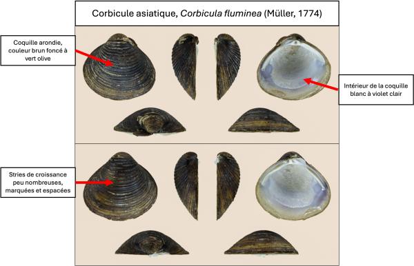 Les espèces néozones de Suisse Corbicule asiatique - Corbicula fluminea