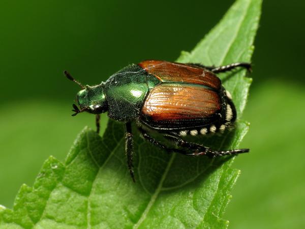 Les espèces néozones de Suisse Scarabée japonais - Popillia japonica