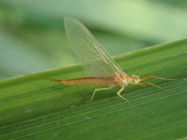 Insecte: Ephémère Potamanthus luteus