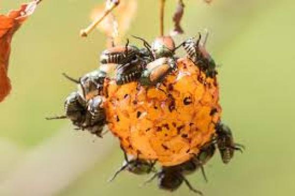 Les espèces néozones de Suisse Scarabée japonais - Popillia japonica