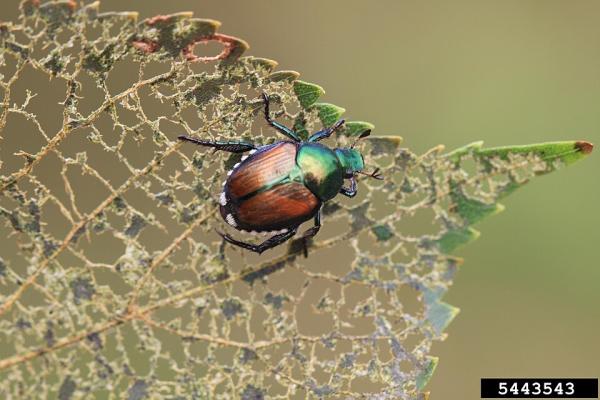 Les espèces néozones de Suisse Scarabée japonais - Popillia japonica