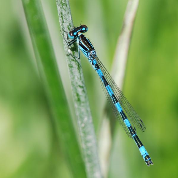 Odonaten der Schweiz Helm-Azurjungfer  - Coenagrion  mercuriale 