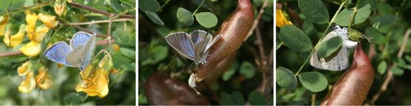 Papillons de jour de Suisse Azuré du baguenaudier - Iolana iolas