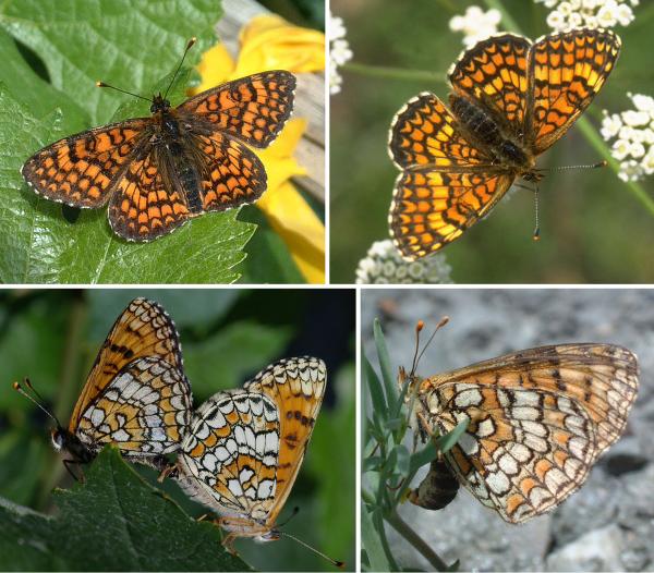 Papillons de jour de Suisse Mélitée des linaires - Melitaea deione