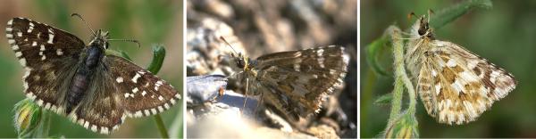 Papillons de jour de Suisse Hespérie de l'onoporde - Pyrgus onopordi