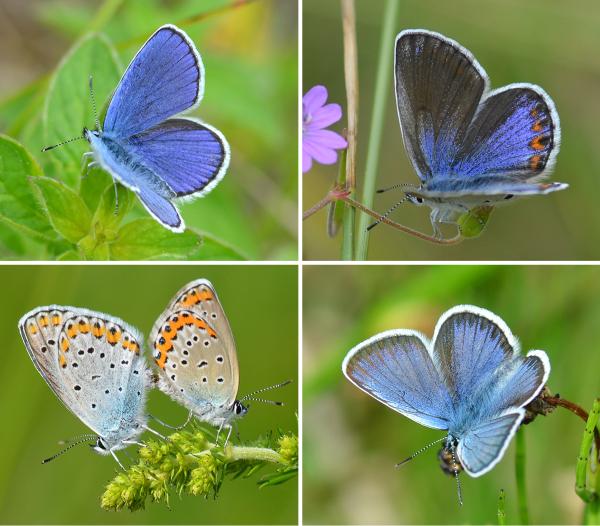 Papillons de jour de Suisse Azuré des coronilles - Plebeius argyrognomon