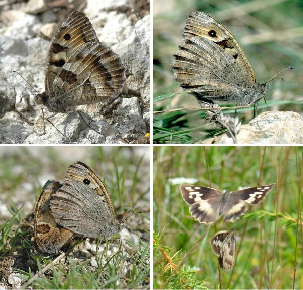Papillons de jour de Suisse Hermite - Chazara briseis