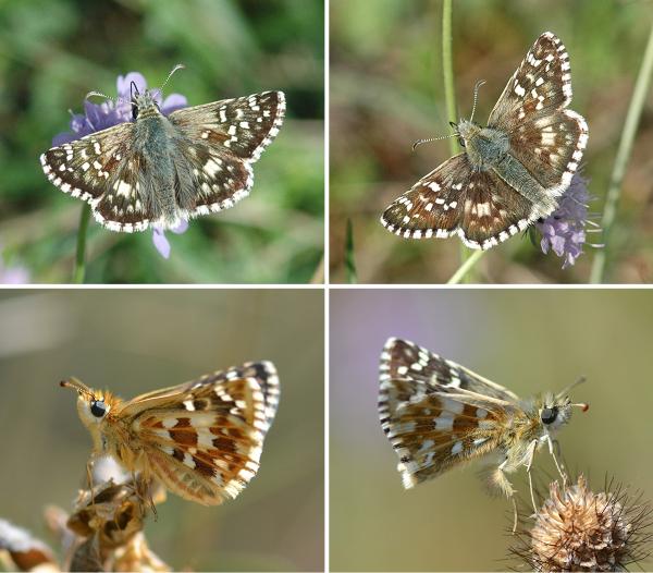 Tagfalter der Schweiz  Spätsommer-Würfelfalter - Pyrgus cirsii