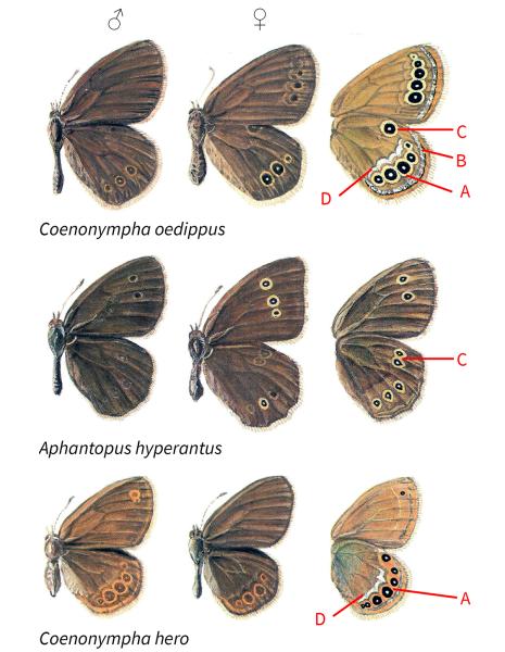 Papillons de jour de Suisse Fadet des laîches - Coenonympha oedippus