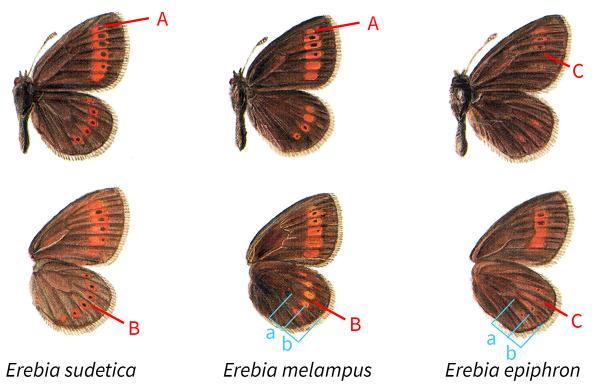 Papillons de jour de Suisse Moiré des Sudètes - Erebia sudetica