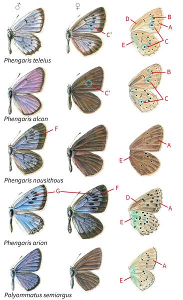 Papillons de jour de Suisse Azuré de la sanguisorbe - Phengaris teleius