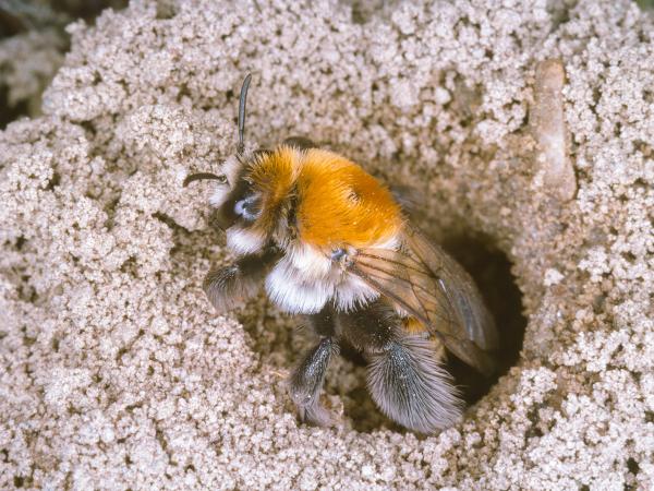 Wildbienen der Schweiz Skabiosen-Hosenbiene - Dasypoda argentata