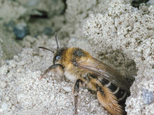 Wildbienen der Schweiz Dunkelfransige Hosenbiene - Dasypoda hirtipes