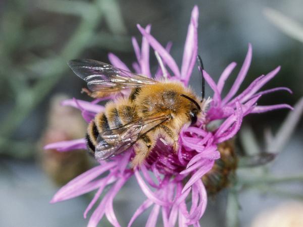Wildbienen der Schweiz Dunkelfransige Hosenbiene - Dasypoda hirtipes