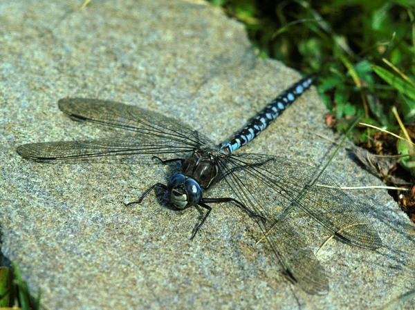 Odonaten der Schweiz Alpen-Mosaikjungfer - Aeshna  caerulea 