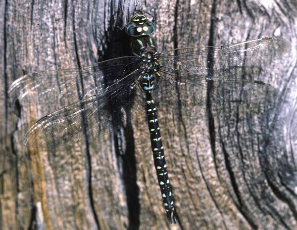 Odonaten der Schweiz Hochmoor-Mosaikjungfer - Aeshna  subarctica elisabethae 