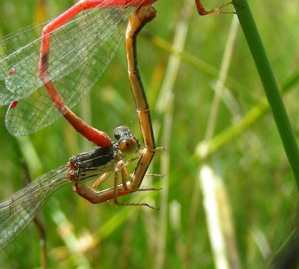 Odonaten der Schweiz Scharlachlibelle,  Späte Adonislibelle,  - Ceriagrion tenellum 