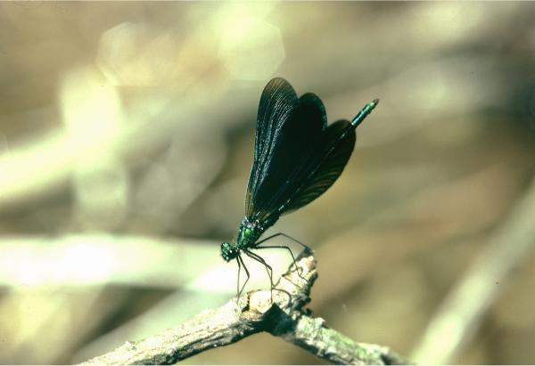 Odonaten der Schweiz Südliche Prachtlibelle  - Calopteryx  virgo meridionalis 