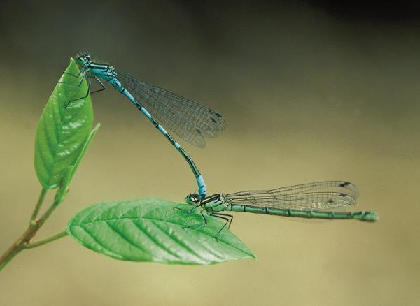 Odonaten der Schweiz Speer-Azurjungfer - Coenagrion  hastulatum